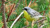 Kirtland's Warbler Festival to help people learn how to protect the endangered bird