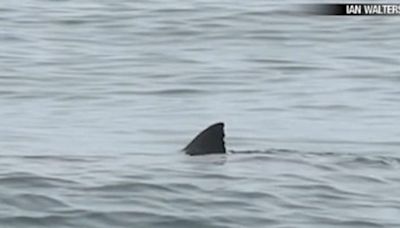 Watch: Huge great white shark follows kayakers