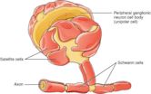 Schwann cell