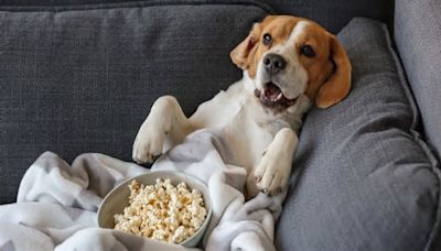 Mom 'Distracts Dog with Movie Snacks' After 'Lion King' Scene Proves Too Intense