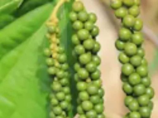 Kannada Agriculturist Explains Pepper Plantation Process, Currently Sold At Rs 700 Per Kg - News18
