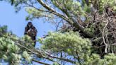 Eagle nest with 3 eaglets forces golfers to reroute at Lincoln's Holmes Park