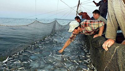 Bruselas: Las poblaciones de peces en el Mediterráneo se recuperan, pero la mortalidad sigue alta