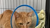 ‘Peaches’ the cat up for adoption after surviving stab wounds