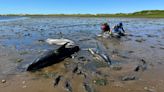 Cape Cod's shape makes it a global hotspot for mass dolphin strandings