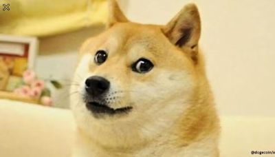 What is the story of Doge meme icon, Kabosu? | World News - The Indian Express