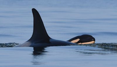 Can B.C.'s southern resident orcas be taken off the path to extinction?