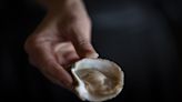 Shuck, slurp, repeat: Exploring Nova Scotia’s oyster trail