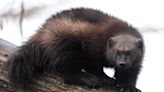 Wolverines will return to Colorado, decades after near-extermination in the West