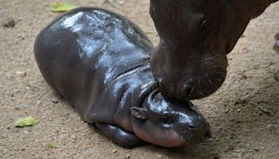 What's Up With Moo Deng? Follow The Pygmy Hippo On Her 24/7 Livestream