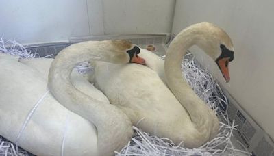 Southampton: Swan 'widowed' after mate shot bonds with rescuee