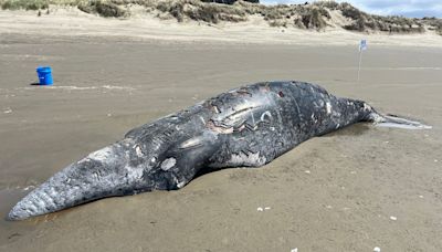 'Killer whale predation': Gray whale washes up on Oregon beach covered in tooth marks