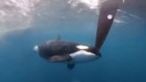 Racing yachts have close encounter with pod of orcas near Strait of Gibraltar