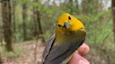 A prothonotary warbler apparently overshot its destination and made a rare stop at Jug End in Egremont to rest and refuel