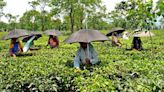 McLeod Russel, BBTC, other tea stocks surge on spike in prices amid floods, heatwave