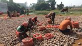 Strike set to hit potato supply: Traders want government to revoke ban on interstate sale of produce