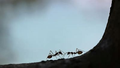 滅蟻方法丨精油、梳打粉、橙皮等7招消滅廚房螞蟻