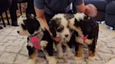 Firefighters adopt puppies saved from hot car at Disney Springs