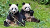 Two Pandas Will Return to the Smithsonian in Washington D.C. Later This Year