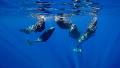 Woman Captures Rare Video of Sperm Whales ‘Cuddling’ and Socializing