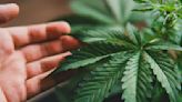 US moves to reclassify marijuana as low-risk drug, sparks surge in cannabis stocks | Invezz