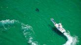 You’re Gonna Need A Bigger Catalog: Cape Cod’s Great White Shark Population Keeps Growing