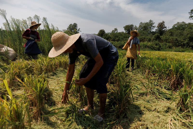 China passes new rural collective law to protect farmers' land rights