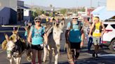 Annual burro race draws donkey lovers to this Arizona mining town