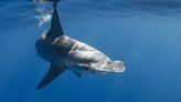 Potential Breeding Ground For Smooth Hammerhead Sharks Found In Galapagos