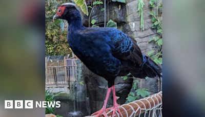 Swansea Plantasia zoo: Tropical pheasant escapes