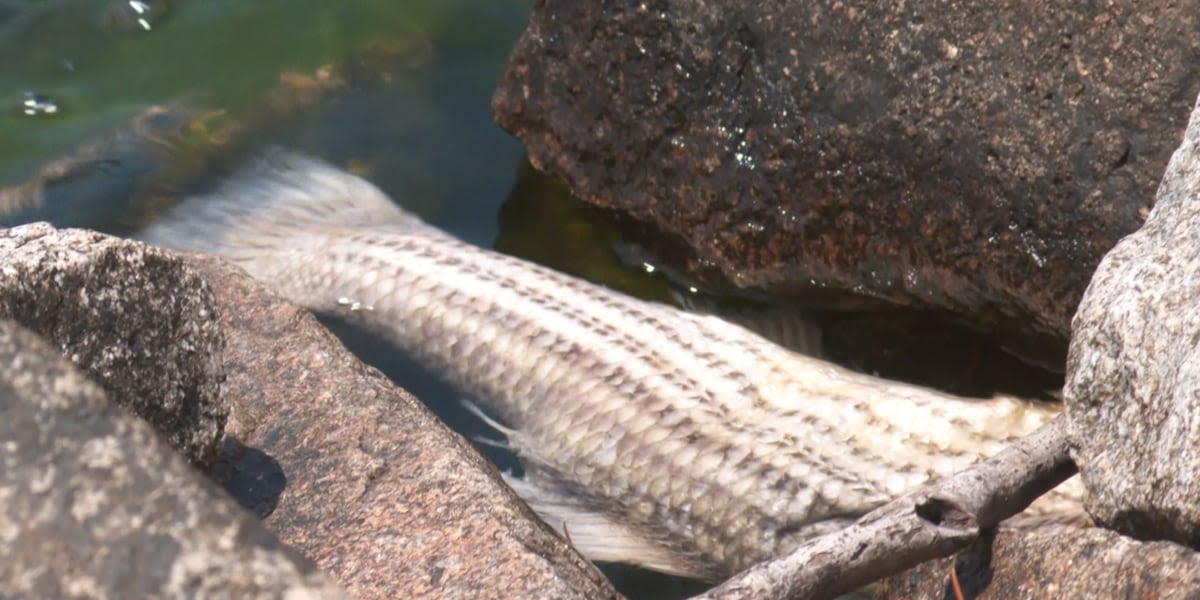 A fishy mystery solved: Why hundreds of dead fish are washing up on Lake Murray​