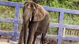 Baby African Elephant Born at Disney’s Animal Kingdom for the First Time in 7 Years