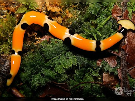 Texas Rains Bring Out Giant Poisonous Worms That Regenerate If Cut In Half