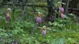 Wildflower Chasers: Strolling through a bog for lady slippers