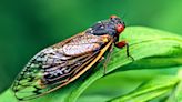 10 things you may not know about 'super sneaky' cicadas