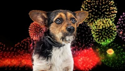 Dog expert reveals how to keep pets safe & calm during July 4 fireworks