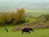 Karabakh