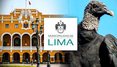 ¿Por qué hay gallinazos en Lima y cuál es la razón por la que se cree que aparecen en su escudo?