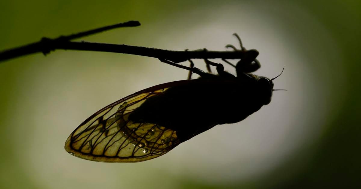‘Fffaaaro, fffaaaro’: How do cicadas make their signature sound so eerie and amazingly loud?