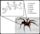 Arachnid locomotion