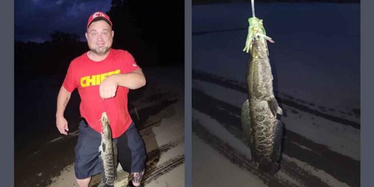 Fisherman says he caught an invasive ‘air-breathing’ fish during his latest fishing trip