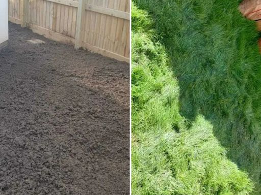 Gardener raves about £1 Poundland buy that transformed their lawn in 3 weeks