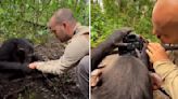 A Wholesome Encounter: Chimpanzee Uses Wildlife Photographer's Hands To Drink Water