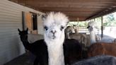 'I fell in love with the animals': Franklin Township alpaca farm to host Farm Fall Festival