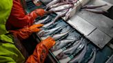 Report: Half of vessels in federally managed Alaska fisheries had observer coverage in 2023