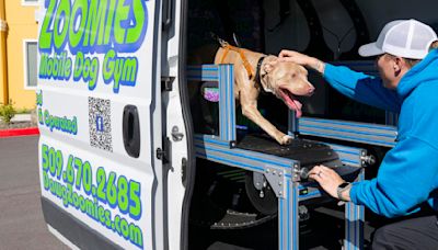 Wenatchee Valley dogs 'flip' out for Dawg Zoomies