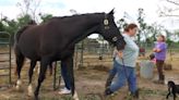 Multiple horses injured after storm destroys barn in Spring Hill