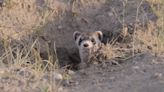 ZooMontana Director to appear on Mutual of Omaha's Wild Kingdom highlighting Black-footed Ferrets