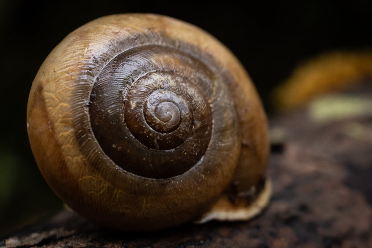 Giant snails and other small wonders to seek while hiking in Maine