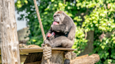 Zoos lay on icy treats to keep animals cool in heatwave